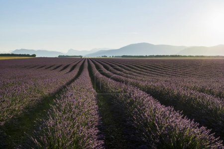 Lavender field, Plateau de Valensole in Valensole, Provence, Provence-Alpes-Cte d'Azur, France, Europe 