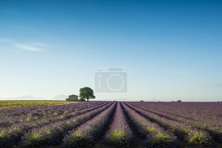 Lavender field, Plateau de Valensole in Valensole, Provence, Provence-Alpes-Cte d'Azur, France, Europe 