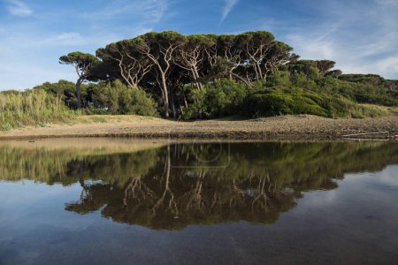 Kiefern (Pinus pinea), Strand von Populonia, Provinz Livorno, Toskana, Italien, Europa
