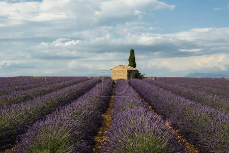 Small house with cypress in a lavender field, Plateau de Valensole, in Valensole, Provence, Provence-Alpes-Cte d'Azur, France, Europe 