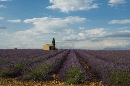 Small house with cypress in a lavender field, Plateau de Valensole, in Valensole, Provence, Provence-Alpes-Cte d'Azur, France, Europe 