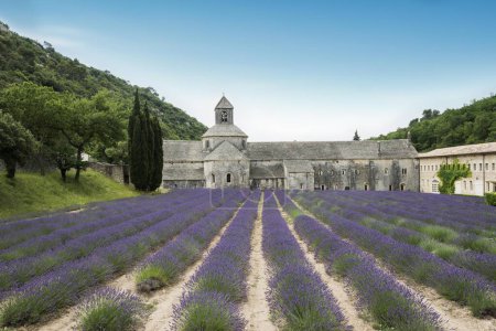 Abadía de Snanque cisterciense con campo de lavanda, en Gordes, Vaucluse, Provenza, Provenza-Alpes-Cte d 'Azur, Francia, Europa 