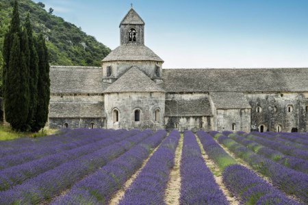 Cistercian Snanque Abbey with lavender field, in Gordes, Vaucluse, Provence, Provence-Alpes-Cte d'Azur, France, Europe 