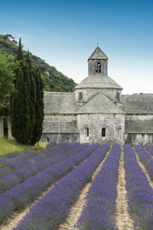 Zisterzienserabtei Snanque mit Lavendelfeld, in Gordes, Vaucluse, Provence, Provence-Alpes-Cte d 'Azur, Frankreich, Europa 