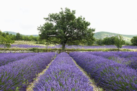 Lavendelfeld bei Sault, Vaucluse, Provence-Alpes-Cte d 'Azur, Frankreich, Europa 