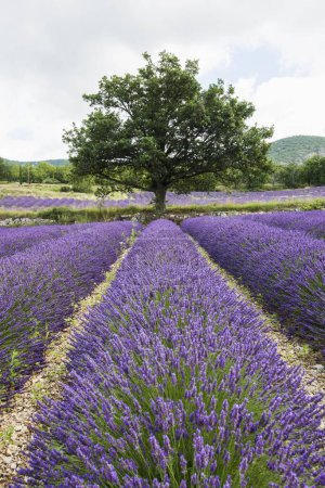 Lavendelfeld bei Sault, Vaucluse, Provence-Alpes-Cte d 'Azur, Frankreich, Europa 