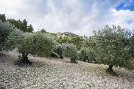 Alte Olivenbäume (Olea europaea), Buis-les-Baronnies, Drme, Rhne-Alpes, Provence, Frankreich, Europa 
