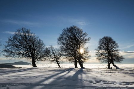 Windgebogene Buchen bei Sonnenuntergang im Winter, Deutschland, Europa
