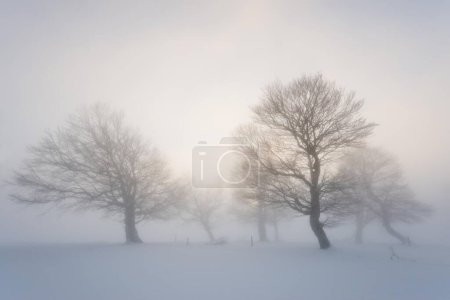 Wind-bent beeches in fog in winter, Germany, Europe