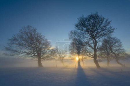 Wind-bent beeches at sunset in winter,  Germany, Europe