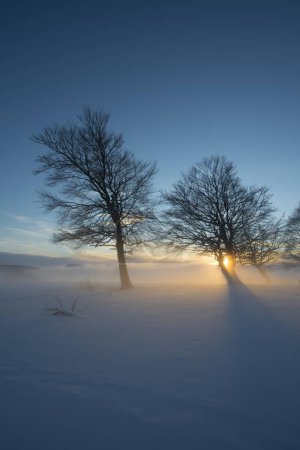 hayas encorvadas al atardecer en invierno, Schauinsland, cerca de Friburgo de Brisgovia, Selva Negra, Baden-Wrttemberg, Alemania, Europa 