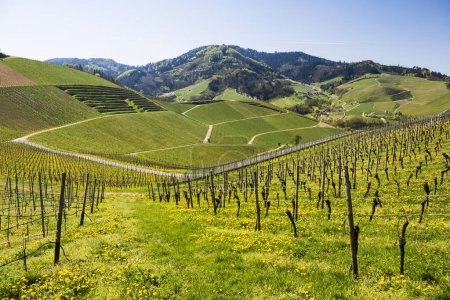 Vineyards in spring, Durbach, Ortenau, Black Forest, Baden-Wrttemberg, Germany, Europe 