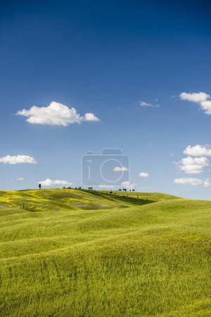 Cornfields in spring, at San Quirico d?Orcia, Val d'Orcia, Tuscany, Italy, Europe