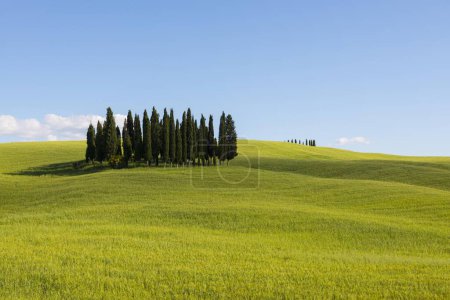 Cypress trees in cornfield at San Quirico d?Orcia, Val d'Orcia, Tuscany, Italy, Europe