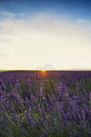 Blooming lavender field (Lavandula angustifolia), Plateau of Valensole, near Valensole, Provence-Alpes-Cte d'Azur, France, Europe 