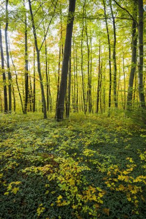 Autumn forest with beeches, Swabian Jura, Baden-Wrttemberg, Germany, Europe 