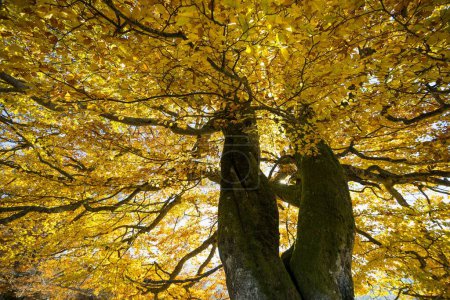 Autumnal colored beech (Fagus sylvatica) in Schnau, Black Forest, Baden-Wrttemberg, Germany, Europe 
