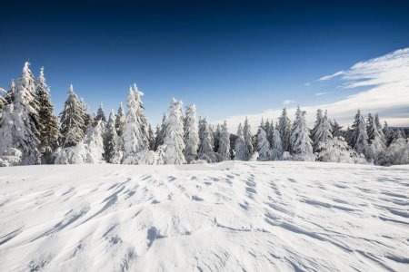 Snowy fir trees, snowdrift in Europe