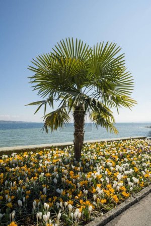 Blooming crocuses in flowerbed with palm trees, spring, Mainau Island, Flower Island, Constance, Lake Constance, Baden-Wrttemberg, Germany, Europe 