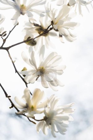 Flor de magnolia, magnolia (Magnolia sp..) 
