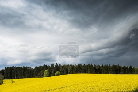 Steigendes Gewitter und blühendes Rapsfeld bei Salem, Bodensee, Baden-Württemberg, Deutschland, Europa 