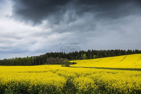 Rising thunderstorm and blooming canola field, near Salem, Lake Constance, Baden-Wrttemberg, Germany, Europe 