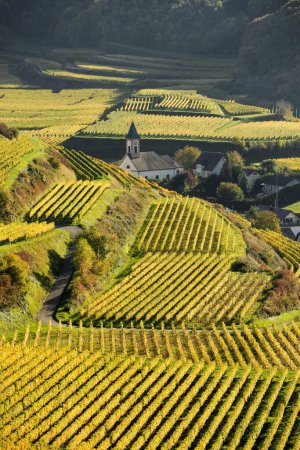 Dorf in den Weinbergen im Herbst, Altvogtsburg, Oberbergen, Kaiserstuhl, Baden-Württemberg, Deutschland, Europa 