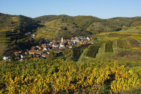 Village in the vineyards in autumn, Schelingen, Kaiserstuhl, Baden-Wrttemberg, Germany, Europe 