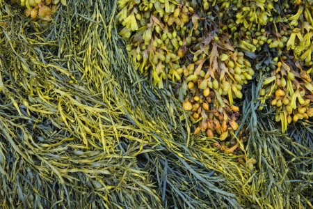 Various marine algae, spiral wrack (Fucus spiralis), channelled wrack (Pelvetia canaliculata), Dpartement Ctes-d'Armor, Brittany, France, Europe 