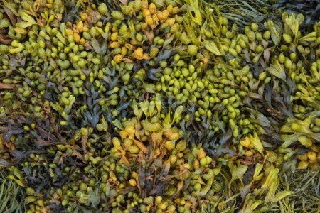 Various marine algae, spiral wrack (Fucus spiralis), channelled wrack (Pelvetia canaliculata), Dpartement Ctes-d'Armor, Brittany, France, Europe 