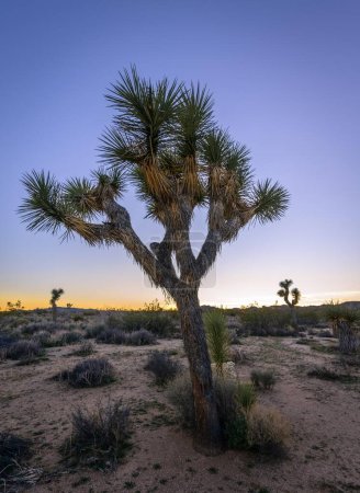Wüstenlandschaft, Joshua Tree (Yucca brevifolia) bei Sonnenuntergang, White Tank Campground, Joshua Tree National Park, Desert Center, Kalifornien, USA, Nordamerika