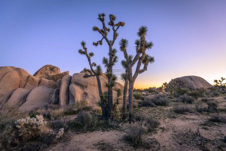 Desert Landscape, Joshua Trees (Yucca brevifolia) and Sunset Bouldering, Huge Granite Rocks, Rock Formations, California, USA, North America