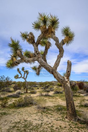 Joshua Tree (Yucca brevifolia), Paisaje del desierto, Arch Rock Nature Trail, White Tank Campground, Parque Nacional, Palm Desert, California, Estados Unidos, América del Norte