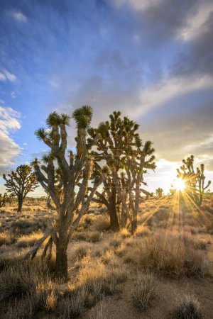 Joshua Trees (Yucca brevifolia) at sunset, Mojave desert, California, USA, North America