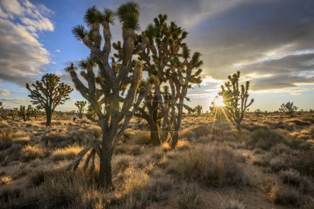 Joshua Trees (Yucca brevifolia) bei Sonnenuntergang, Mojave Wüste, Wüstenlandschaft, Mojave National Preserve, Kalifornien, USA, Nordamerika