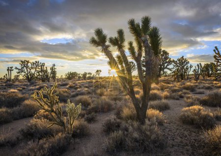 Joshua Trees (Yucca brevifolia) at sunset, Mojave desert,  California, USA, North America