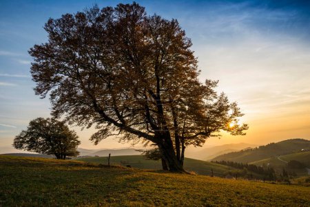 Wood pasture beeches (fagus) in autumn in front of hilly landscape, sunset, Schauinsland