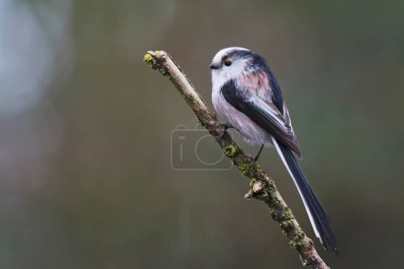 Long-tailed tit (Aegithalos caudatus), sitting on a branch