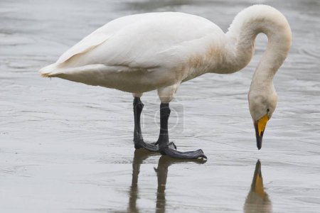 Whooper swan (Cygnus cygnus), standing on ice surface with reflection