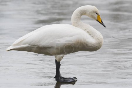 Whooper swan (Cygnus cygnus), standing on ice