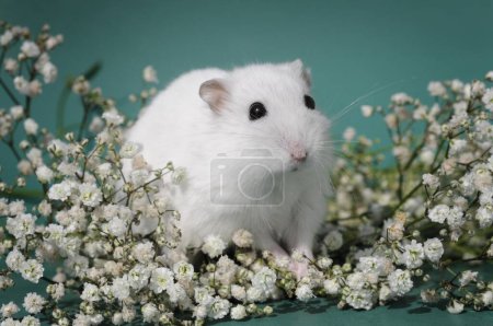 Winter white dwarf hamster, white, sits in veil herb