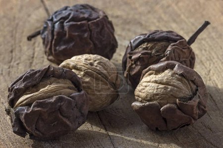 Ripe walnuts (Juglans regia) in dried shell