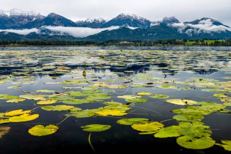 Water lily leaves (Nymphaea) on water surface with Allguer Alps, Lake Hopfensee