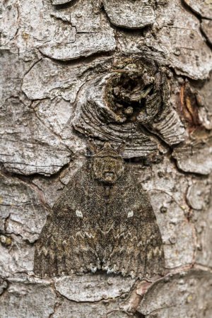 Owlet moth (Noctuidae), camouflaged on spruce trunk