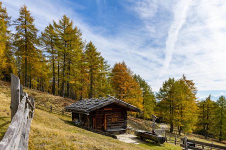 Mountain hut in a meadow with autumnal larch (Larix decidua) in the back, Vals Valstal, South Tyrol, Italy, Europe