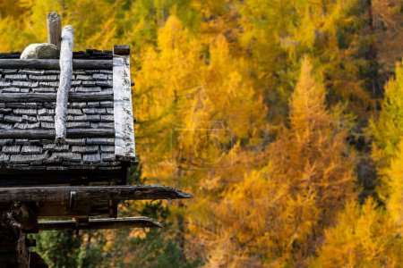 Mountain hut, shingle roof, autumnal larches (Larix decidua) in the back, Vals, Valstal, South Tyrol, Italy, Europe