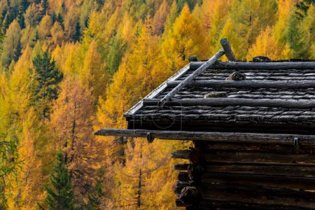 Mountain hut, shingle roof, autumnal larches (Larix decidua) in the back, Vals, Valstal, South Tyrol, Italy, Europe