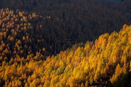 Bosque de alerce de montaña de otoño (Larix decidua) con luz y sombra, Vals, Valstal, Tirol del Sur, Italia, Europa