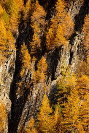 Autumn mountain larch forest (Larix decidua) Vals, Valstal, South Tyrol, Italy, Europe
