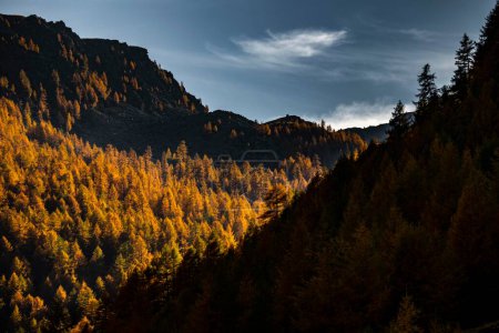 Herbst-Berglärchenwald (Larix decidua) mit Licht und Schatten, Vals, Valstal, Südtirol, Italien, Europa